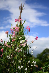 teepee trellis of sweet pea flowers
