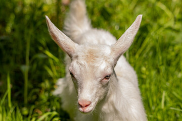 Obraz premium Baby white domestic goat, close up