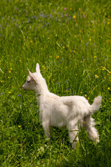 Baby white domestic goat in field