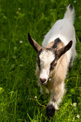 Cute brown and white domestic goat