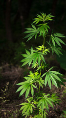 Openwork sheet of hemp. A branch of hemp in the sun. Medicinal herb of the southern region. Light bokeh, openwork leaf of hemp bush.The backlit, evening light hemp leaves.
