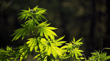 Green leaves cannabis glow in the sun.Green omnipotent leaf cannabis.Thicket and cannabis bush.Natural weed hemp.