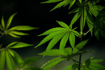 Backlight.Light bokeh, openwork leaf of hemp bush.The backlit, evening light hemp leaves.A green, large sheet of cannabis.
