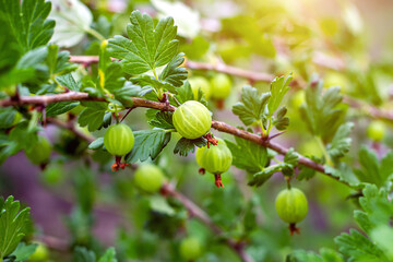 Fresh green sweet gooseberry ripens with leaves on a branch of a bush in the garden in summer.