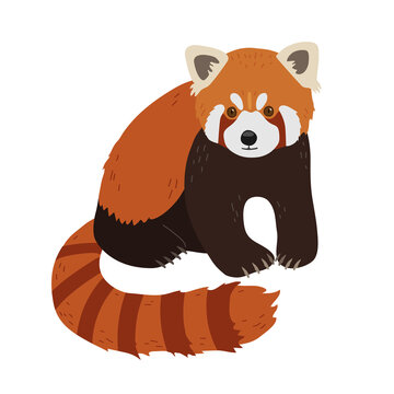 Red panda in a realistic style sits on on a white background. Chinese animals.