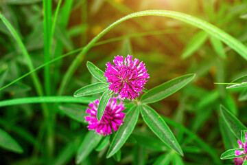 Fototapeta premium Close up of wild blossoming pink and red clover (Trifolium pratense) flower on green leaves background on meadow in summer. Soft selective focus fotography.