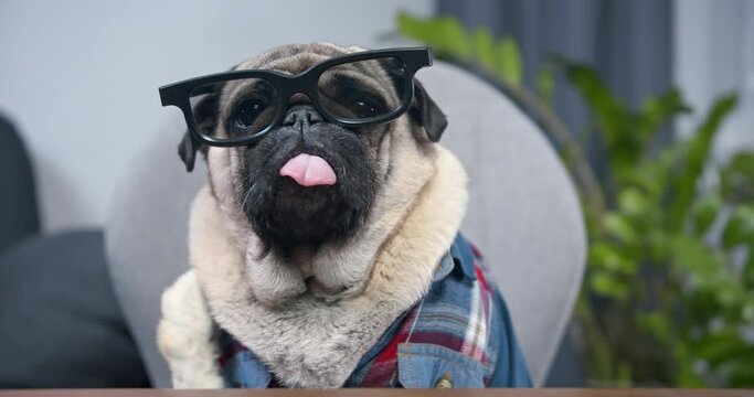 Portrait of cute pug dog businessman in eyeglasses waving hand greeting colleagues during online video conference sitting at home. Funny pet concept of remote job, technology, freelance work, chatting
