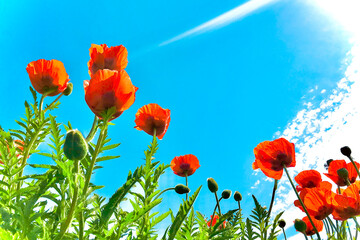 Obraz premium landscape Beautiful red flowers, poppies. Field poppie with clear blue sky. Summer, blossom concept. Copy space. Postcard with flowers