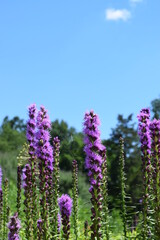 Fuzzy purple flowers against a blue sky