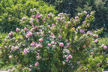 A large bush of terry pink roses in the botanical pad of Kiev, Ukraine.