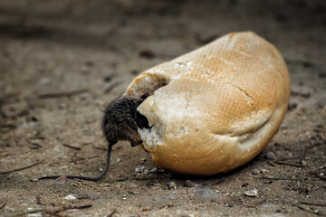 Mouse rat eating bread