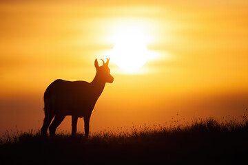 Silhouette of tatra chamois, rupicapra rupicapra tatrica, standing on the field at sunset. Wild animal looking to the sun during golden hour. Calm mammal observing with copy space.
