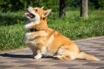 Cute dog corgi welsh pembroke in park on a walk. Lifestyle. Purebred Welsh corgi play outdoor. A...