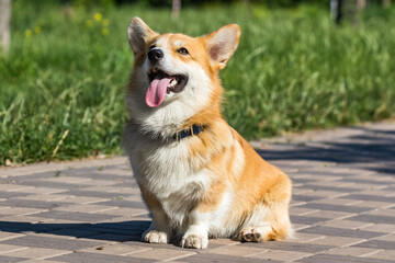 Cute dog corgi welsh pembroke in park on a walk. Lifestyle. Purebred Welsh corgi play outdoor. A...
