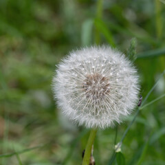 Obraz premium White dandelion flower close-up on a natural green background. Allergen plant.