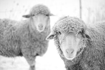 2 sheep in snow