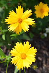Two yellow flowers drenched in sunlight