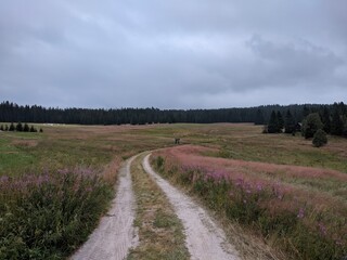 Fototapeta na wymiar country road in the blooming field in sumava national park with cloudy weather