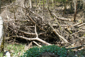 Freshly felled trees stored in the forest to dry await further processing