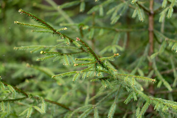 Macro sprig of spruce in forest. Young shoots on tops of spruce branches on blurred background of evergreen plants
