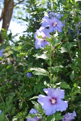 Purple hibiscus flowers in a garden