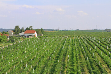 Wine season - beautiful vineyards in Czech Republic - Cejkovice village. The view on the green vineyards with blue sky in the background.