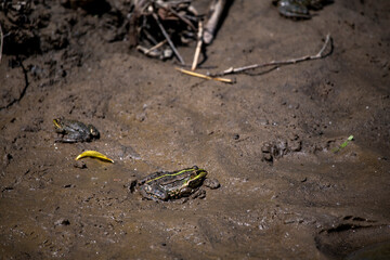 green frog in the sand near the pond