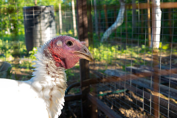 Portrait of an adult turkey in a cage