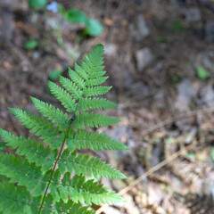 Closeup of fresh green fern leaves for your botanical design.