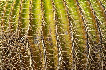 Close up Golden Barrel, cactus ball, Echinocactus Grusonii, Cactaceae, Central Mexico