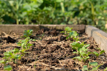 Arugula on the bed. The first vegetables in the garden in early spring. Eco cultivation of radishes...