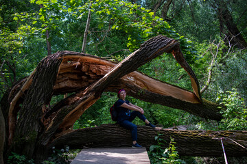centuries-old fallen tree after a hurricane