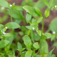 Close-up picture of green plants with small tiny white flowers blossom in spring.
