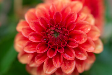 close up of red dahlia, soft focus