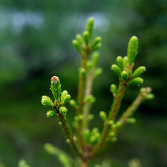 Young cone on a conifer