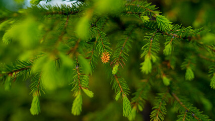 Young cone on a conifer