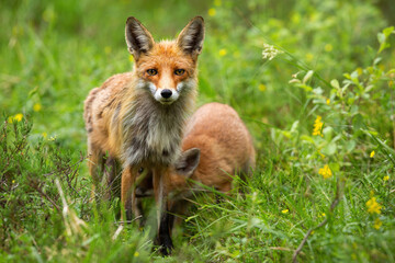Alert red fox, vulpes vulpes, facing camera with her cub feeding in summer nature. Attentive wild animal with offspring hiding below her on meadow with green grass from front view.