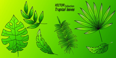 Fototapeta na wymiar Tropical palm leaves, botanical vector illustration. Hand drawn vector drawing. Decorative elements for spring and summer design