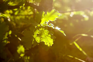 Tree branches in sunlight in summer forest. Light and shadows. Summer nature details.