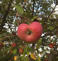 heart shaped apple on tree