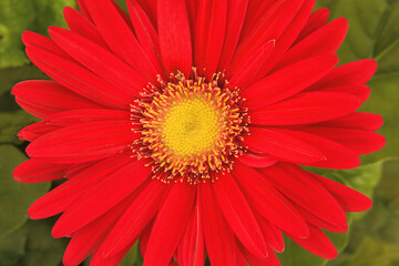 Close up of vivid red gerbera daisy blossom (Gerbera jamesonii) with yellow center against muted...