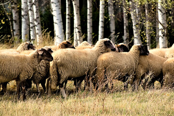 Flock of sheep in autumn