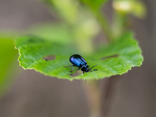 fly on green leaf