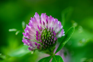 small forest insects on plants in natural conditions