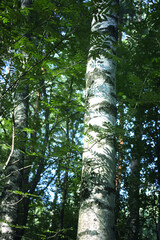 Fototapeta premium Tree branches in sunlight in summer forest. Light and shadows. Summer nature details.