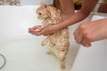 The cat stood on its hind legs bathing in the bathroom