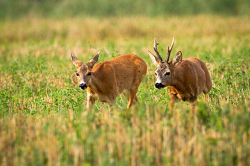 Couple of roe deer, capreolus capreolus, running on stubble field with green clover in rutting season. Bonding ritual of male and female mammal in nature. Animal wildlife.