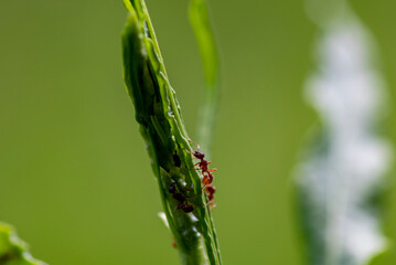 small forest insects on plants in natural conditions