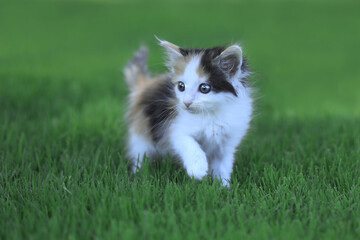 Naklejka na ściany i meble Calico Kitten Outdoor in the Green Grass