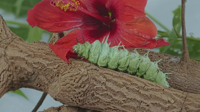 A large green caterpillar is crawling on a branch near a red flower.